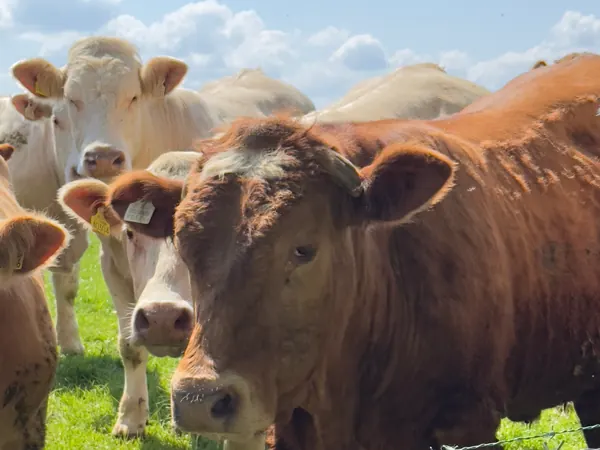 Cattle at the wire fence beside Ivy Cottage in Roscommon on a sunny day, the farmland that surrounds the cottage