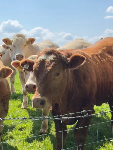 The neighbours: cattle at the fence beside the cottage on a summer day